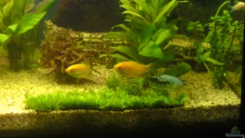 Einrichtungsbeispiele für Fadenfische