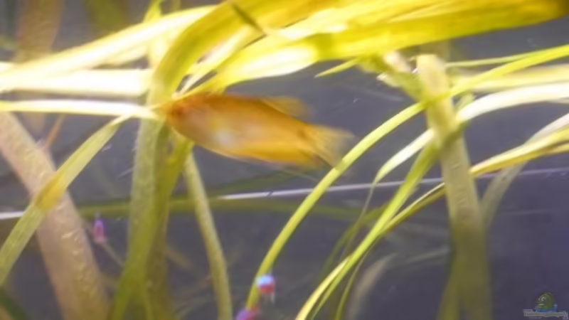 Fadenfischmännchen von Dito (12)