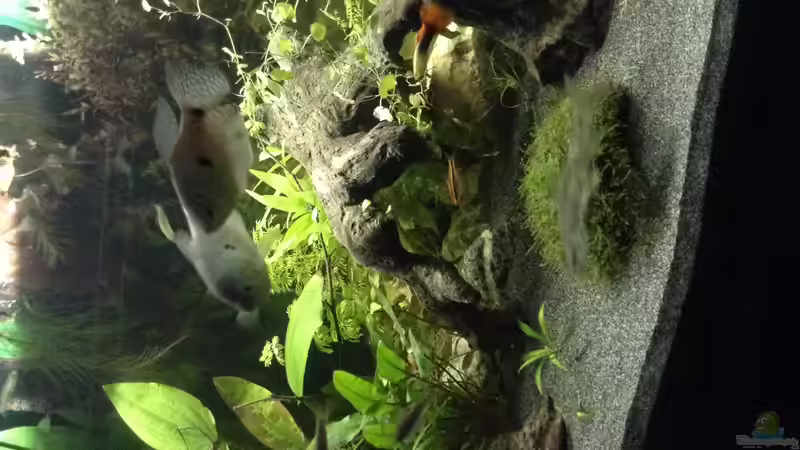 Fadenfischpärchen von Ceylon (64)