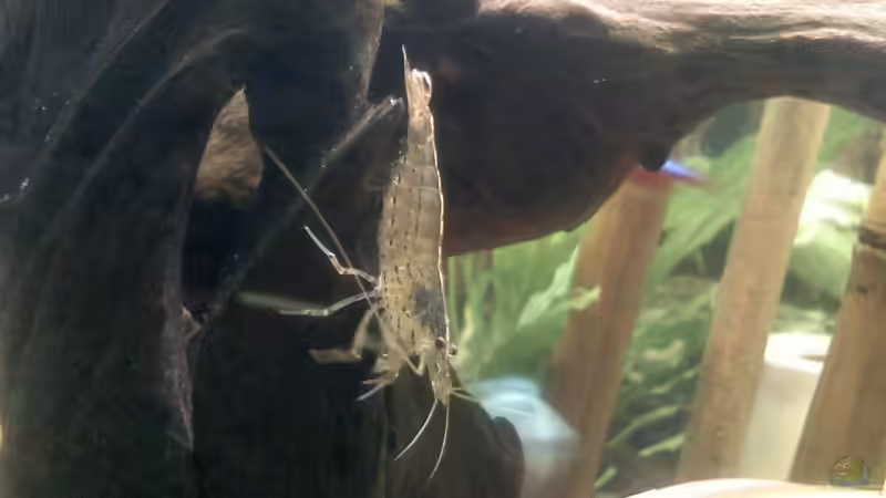 Fächer Garnele von Steffi & Hans (19)