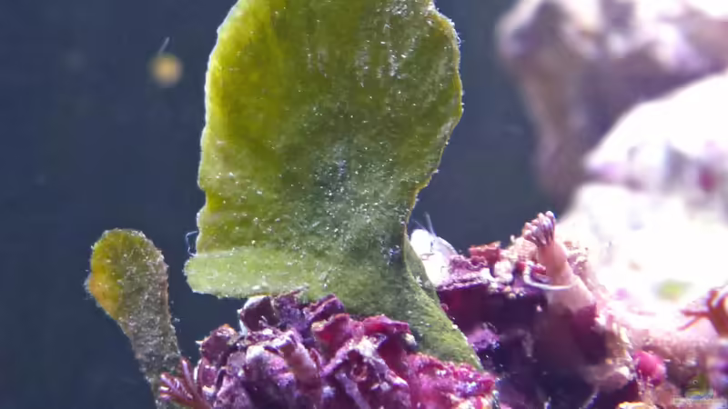 Fächeralge von Summse (15)