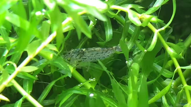 Fächergarnele - leider etwas schüchtern  von Yasmine (43)