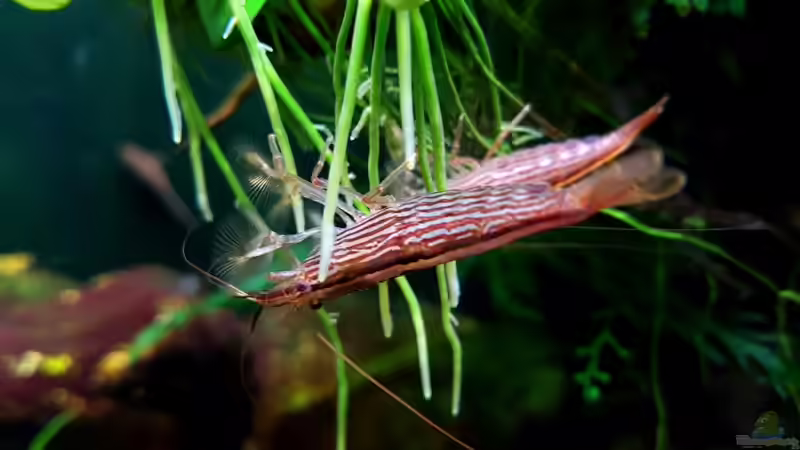 Aquarien mit Atyopsis moluccensis (Molukken Fächerhandgarnele)