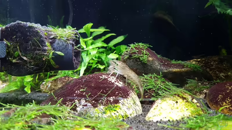 Aquarien mit Atyopsis moluccensis (Molukken Fächerhandgarnele)