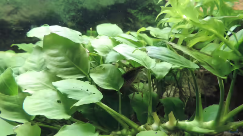 Fächergarnele beim fächern von OreoEmmy (5)