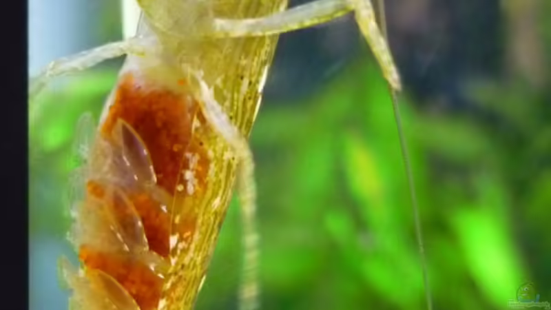 Fächergarnele mit Eiern von Christiane Feldmann (29)