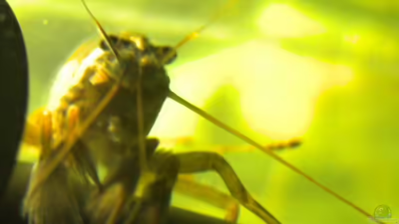 Fächergarnele Nah von MarcelS (17)