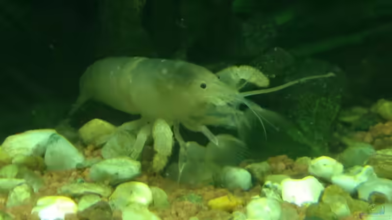 Fächergarnele von alex-kolb (5)