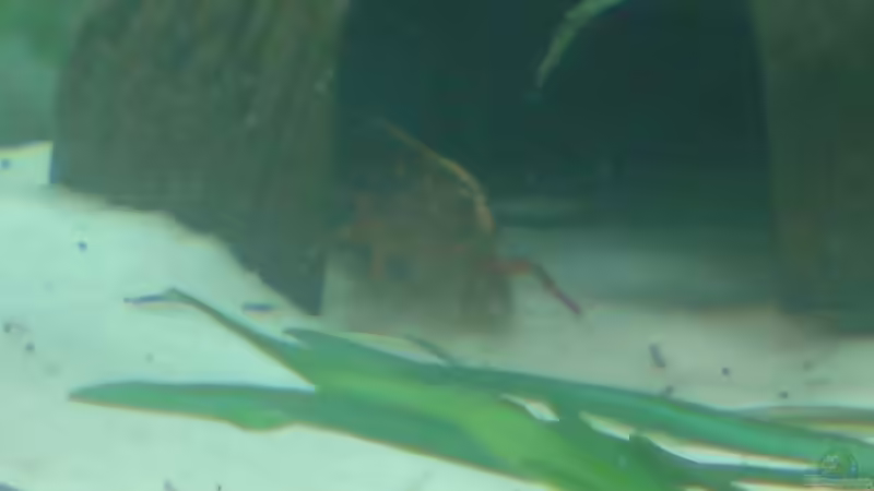 Fächergarnele von Manuel Brandt (27)