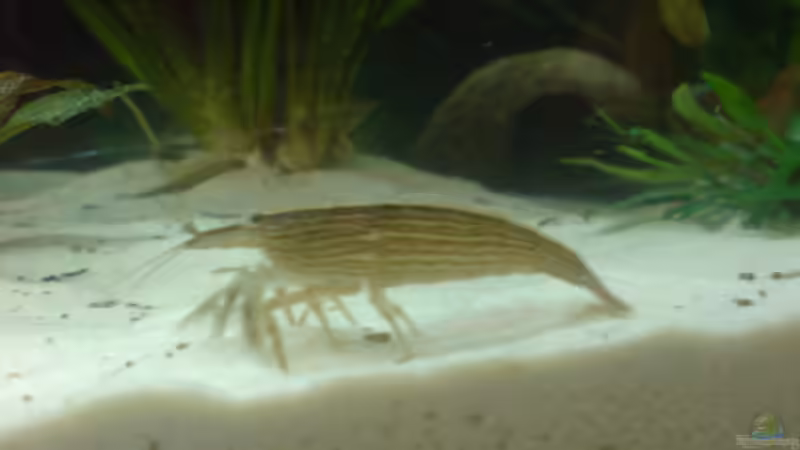 Fächergarnele von Manuel Brandt (28)