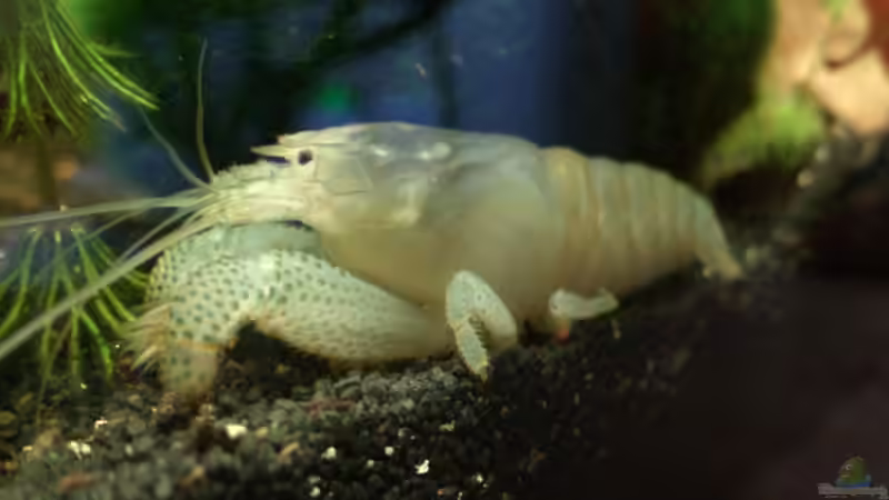 Fächergarnele von Silvia78 (3)