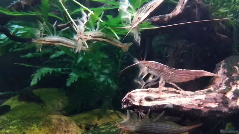 Fächergarnelen an ihrem Lieblingsplatz von YoshiMaus (35)