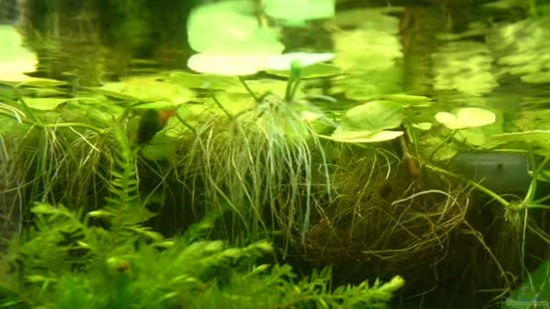 Fächergarnelen,Ralph und Rodney von Herzilein (37)