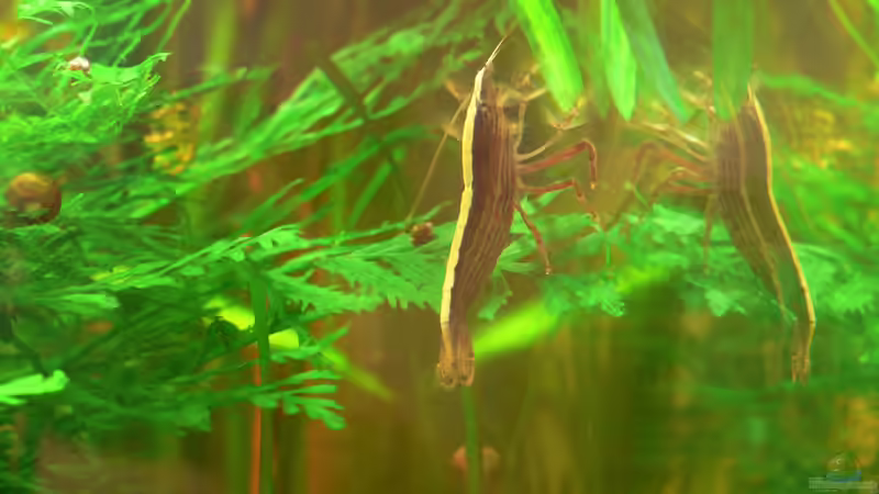 Fächerhandgarnele bei der Arbeit von derflo (11)