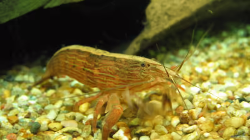 Fächerhandgarnele von TB (4)