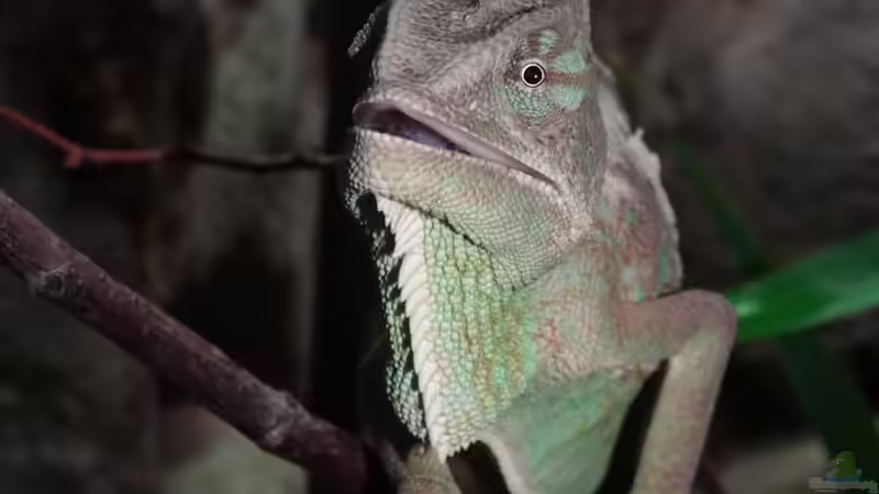 Fängt der jetzt auch noch zu singen an? von Cichliden-Kabuff (31)