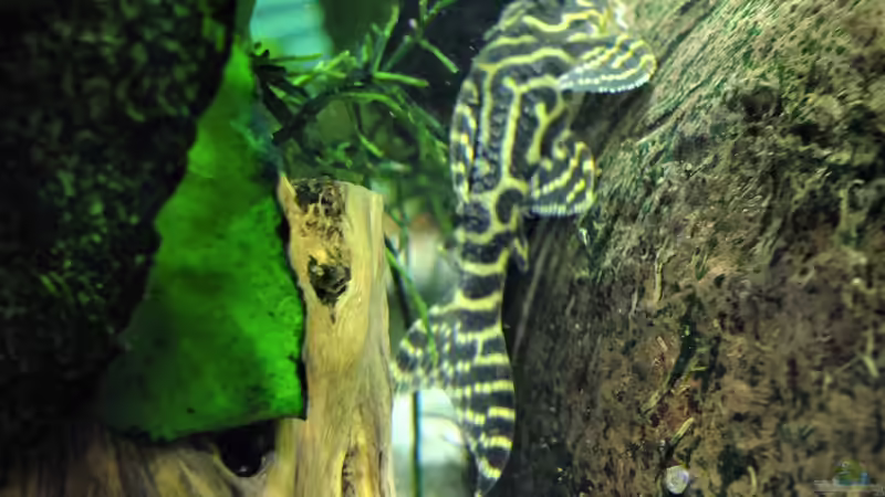 färbung von Taiwanese Inai (9)