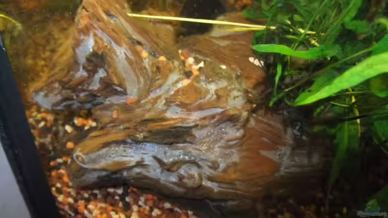 Fäule an der neuen Wurzel 08/2011 von Pflanzennarr (21)