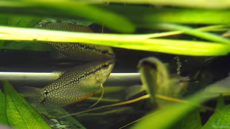 Fafi leeri von Digrisch (16)