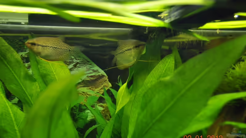 Fafi leeri von Digrisch (17)