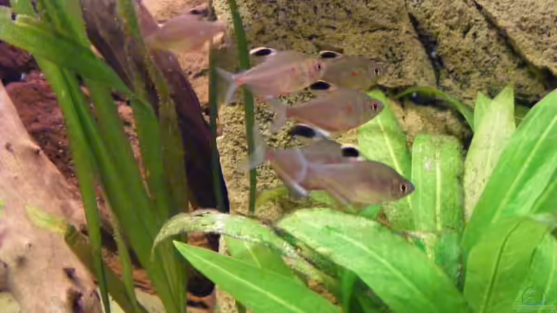 Fahnen-Kirschflecksalmer von Michael S. (7)