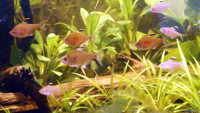 Fahnen-Kirschflecksalmler (Hyphessobrycon erythrostigma) von Andreas Brandt (19)