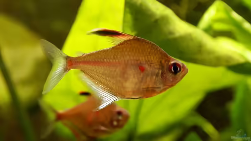 Fahnen-Kirschflecksalmler (Hyphessobrycon erythrostigma) von Andreas Brandt (22)