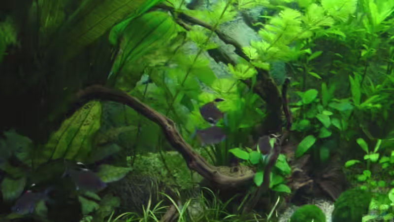 Aquarien mit Hyphessobrycon erythrostigma (Kirschflecksalmler)