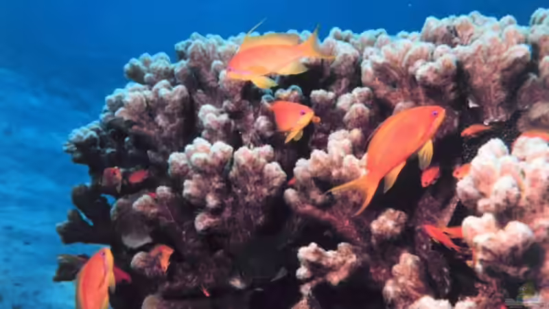 Fahnenbarsche - Farbenprächtige Juwelen für das Meerwasseraquarium