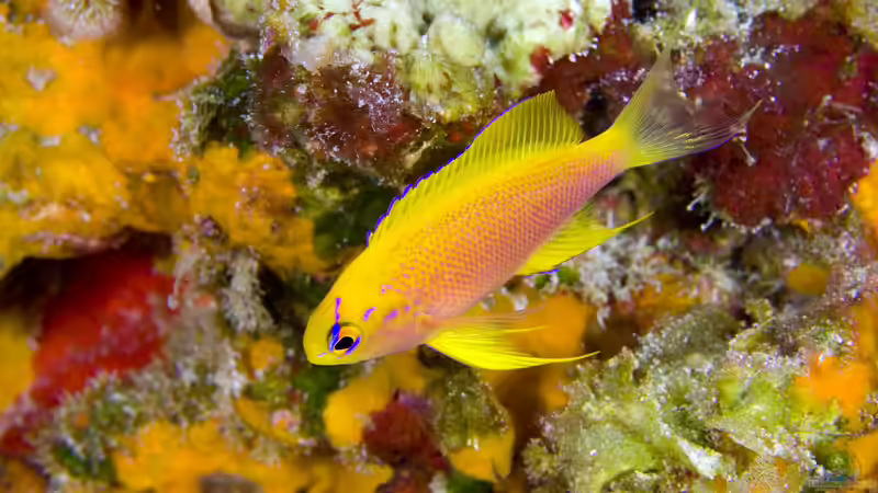 Fahnenbarsche - Farbenprächtige Juwelen für das Meerwasseraquarium