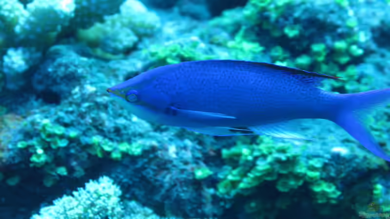 Fahnenbarsche - Farbenprächtige Juwelen für das Meerwasseraquarium