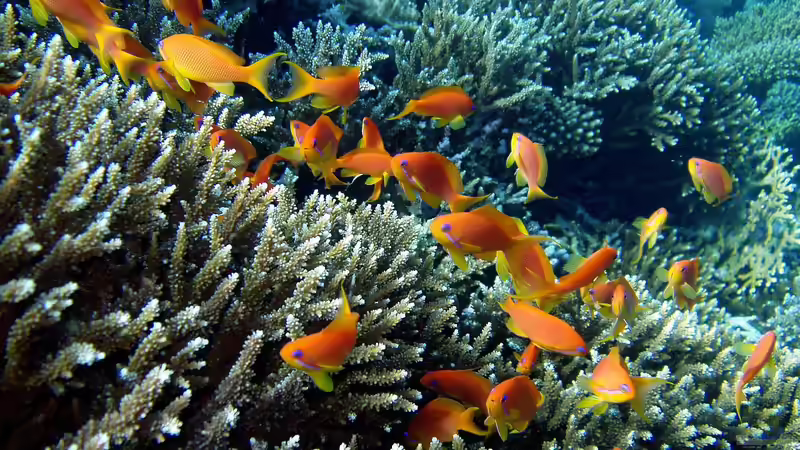 Fahnenbarsche - Farbenprächtige Juwelen für das Meerwasseraquarium