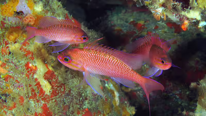 Fahnenbarsche - Farbenprächtige Juwelen für das Meerwasseraquarium