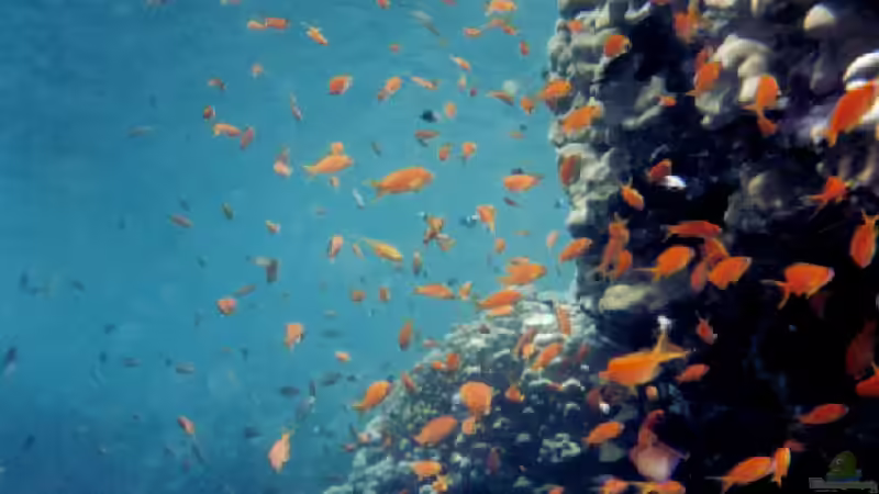 Fahnenbarsche - Farbenprächtige Juwelen für das Meerwasseraquarium