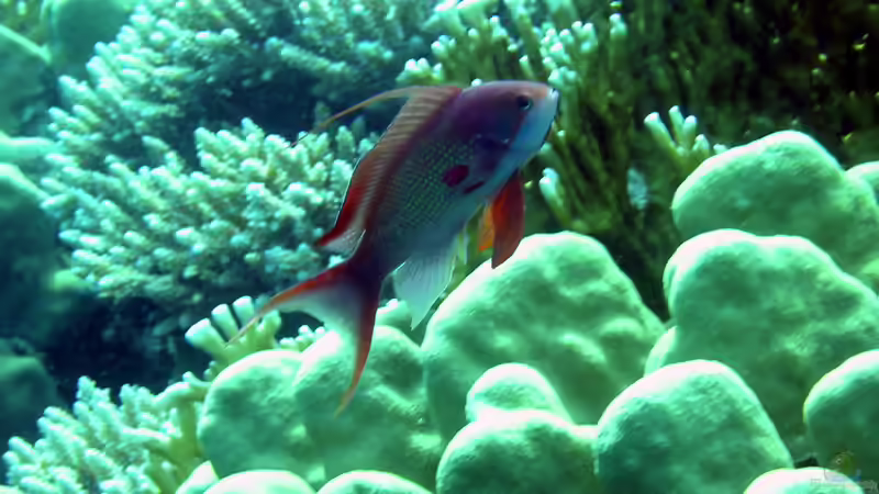 Fahnenbarsche - Farbenprächtige Juwelen für das Meerwasseraquarium