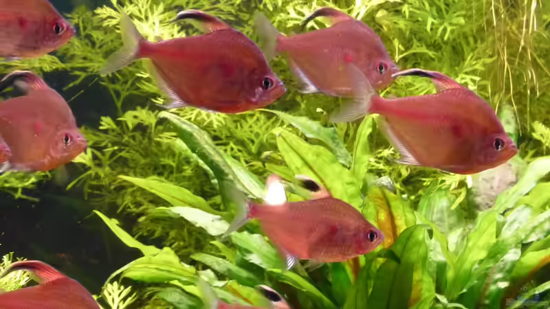 Fahnenkirschflecksalmer von big koi (14)