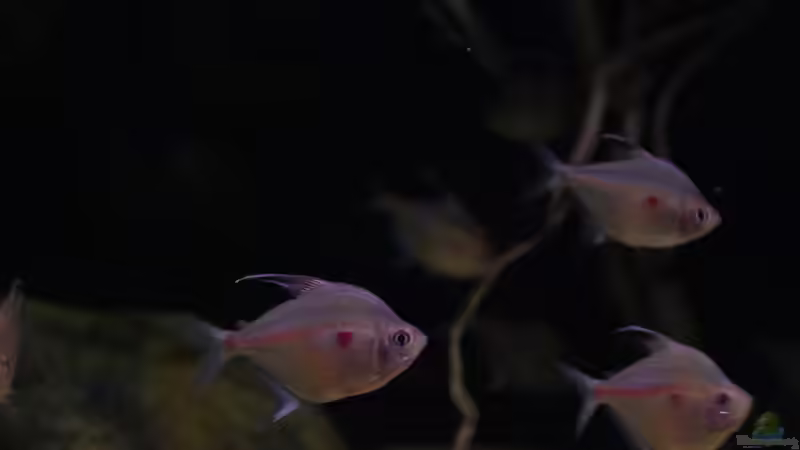 Fahnenkirschflecksalmler von Thomas S-H (29)