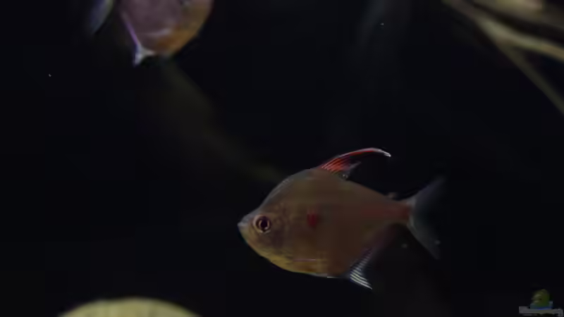 Aquarien mit Hyphessobrycon erythrostigma (Kirschflecksalmler)