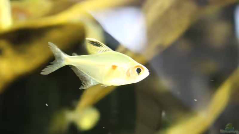 Aquarien mit Hyphessobrycon erythrostigma (Kirschflecksalmler)