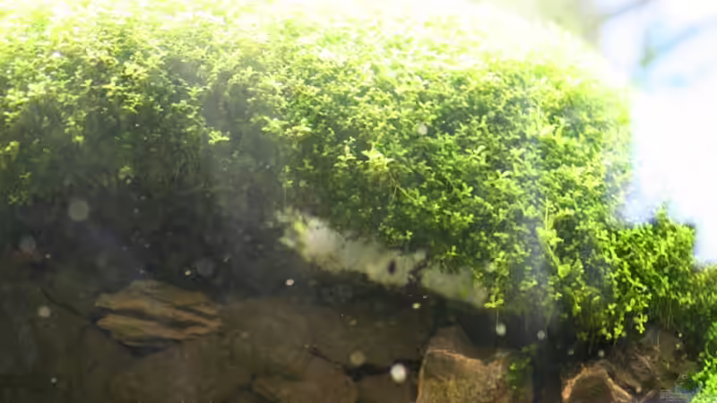 fail von Microsash (8)