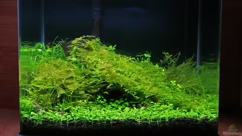 Fairy Cave (Januar 2009)