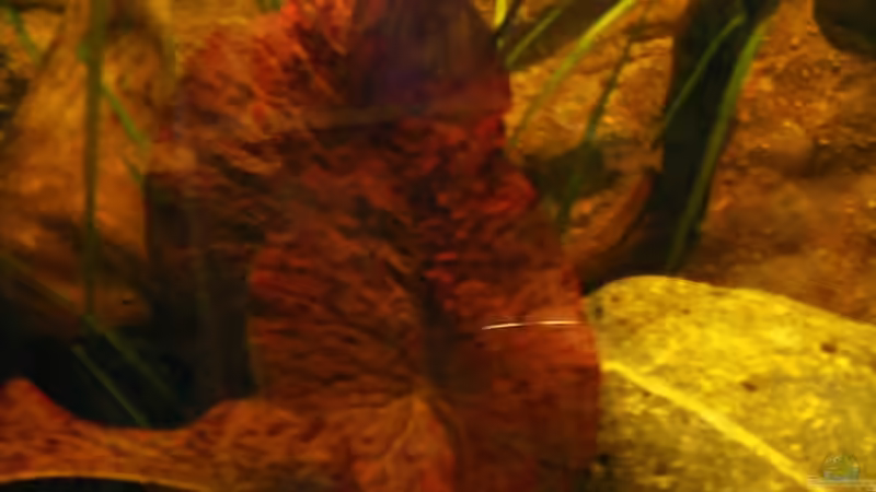 Falks Lieblingspflanze.. von Falk (26)