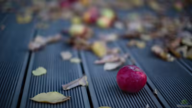 Fallobst: So kannst du es am besten nutzen