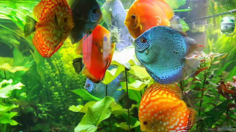 Falsche Ernährung: Das sind die Folgen für deine Aquarienfische