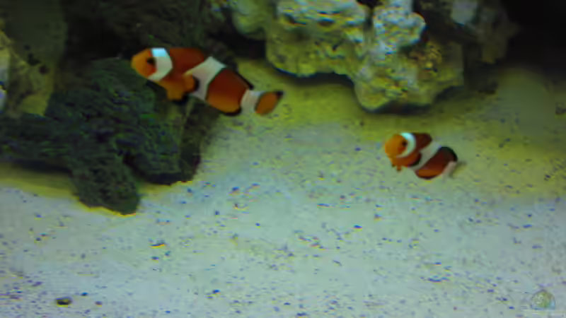 Falscher Clown  - Anemonenfisch von Christian Bayerl (23)