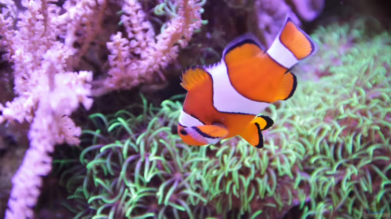 Falscher Clown - Anemonenfisch = Amphiprion ocellaris von Sven Jastrow (8)