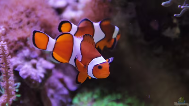 Falscher Clown - Anemonenfisch = Amphiprion ocellaris von Sven Jastrow (9)