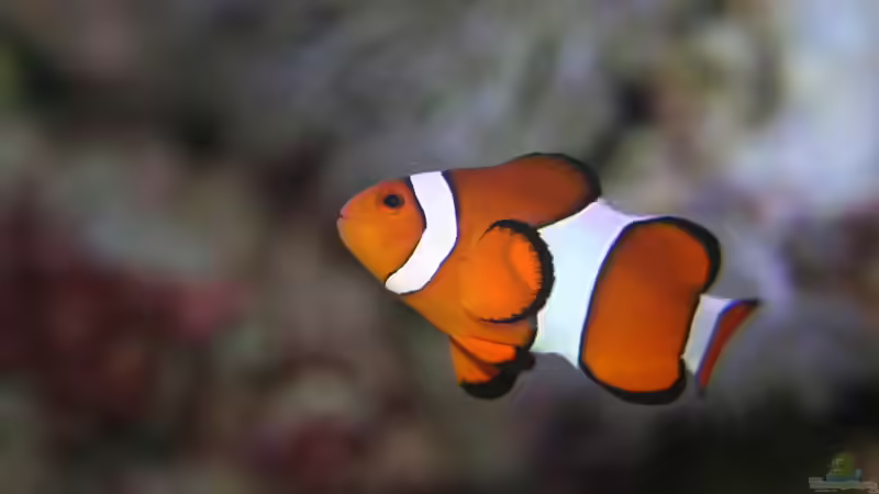 Falscher Clown Anemonenfisch von Johannes 88 (22)