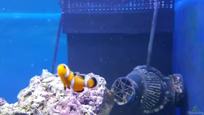 Falscher Clownfisch ´Nemo´ von Kai Heermann (28)