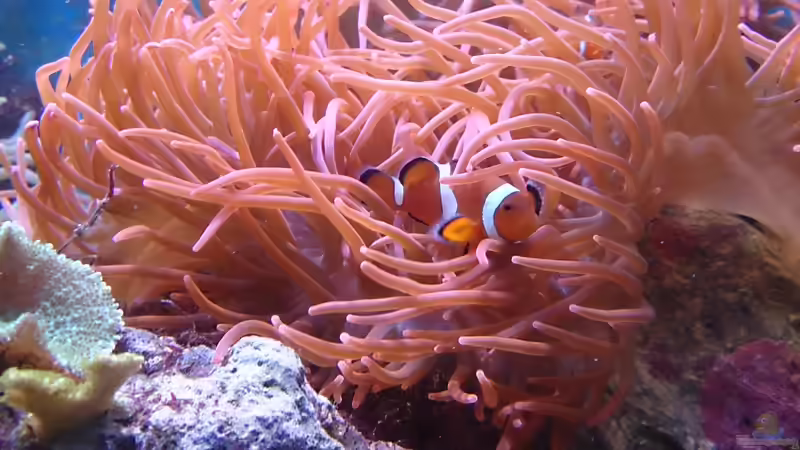 Falscher Clownfisch von Manni1884 (41)